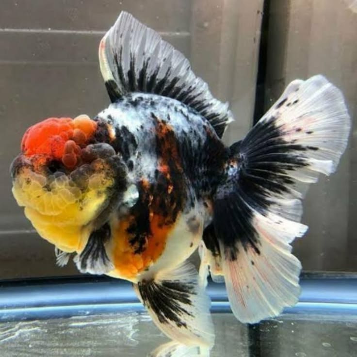 Ikan Hias Koki